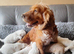COCK-A-CHON puppies for sale