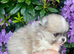 Stunning true to type Pomeranians! Kc reg