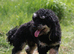 Black phantom miniature poodle for stud