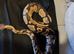 Stunning Royal Python for rehoming