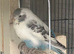 Young budgies