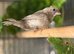Bengali Finches
