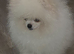 Kc reg Pomeranian male
