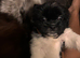 Shihtzu X Pomeranian Puppies
