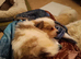 9 weeks old Pomeranian male puppy