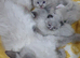 Beautiful GCCF Registered Ragdoll Kittens