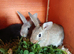 Beautiful tiny Dutch/Lionhead babies