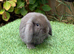 Pure bred mini lops .1 chocolate boy available.