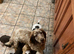 Beautiful cocker puppies , health tested parents