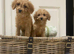 Cavapoo