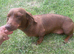 Miniature dachshund