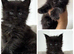 XXL Russian Mainecoons kittens