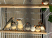 Zebra finches