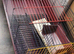Guinea pig cage