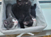 Gorgeous BSH Cross kittens for sale