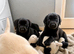 Labrador puppy
