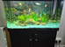 Jad fishtank