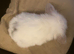 Mini lop litter ready 31st October