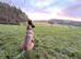 Belgian Malinois 11 months