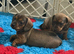 Quality KC Registered Miniature Dachshund puppies