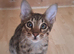 PURE SAVANNAHS  Tica SBTF6/7 cubs with Serval traits