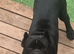 Cane Corso puppies
