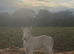 Blagdon mare and filly foal at foot