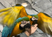 Friendly HandReared Cuddly Super Tame Blue & Gold Macaw Parrot,15