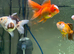 Oranda goldfish and tank set up