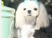 Adorable Tiny Maltese Female Puppy Available Sept