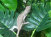 Sambava Panther Chameleon at Birmingham Reptiles