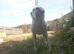 American bulldog