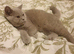 Bsh cat