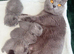 Beautiful British short hair kittens