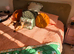 Beautiful italian-greyhound puppies