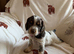 Beautiful working cocker spaniel puppies