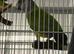 Breeding pair Senegal Glasgow