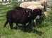 Ouessant sheep for sale