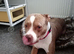 Female American bully