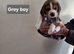 Beagle Puppies Ready for Love!!