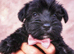 Miniature schnauzer k c reg