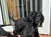 Cocker Spaniel