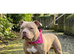 Pocket bully female