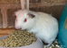 Baby guinea pigs