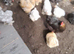Bantam chickens