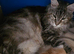Maine Coon kitten Tica registered