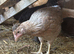 Pure Breed large fowl female chickens
