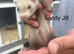 Baby ferrets