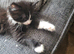 8 week old kittens for sale