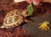 Baby tortoise with fully set up home&accesories